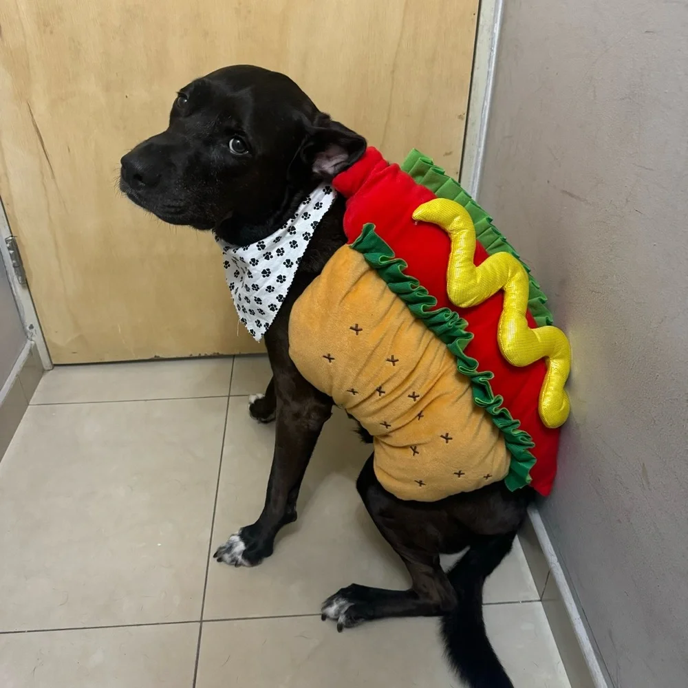Halloween Hot Dog Dog Costume
